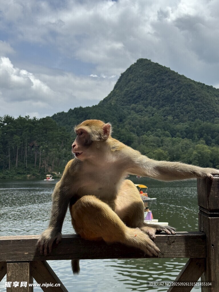 湖邊木欄上休憩的猴子