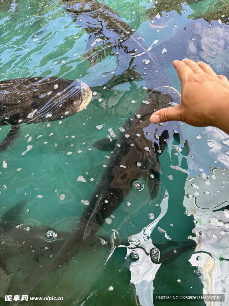 手逗水中魚