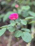 嬌艷粉色薔薇花特寫(xiě)