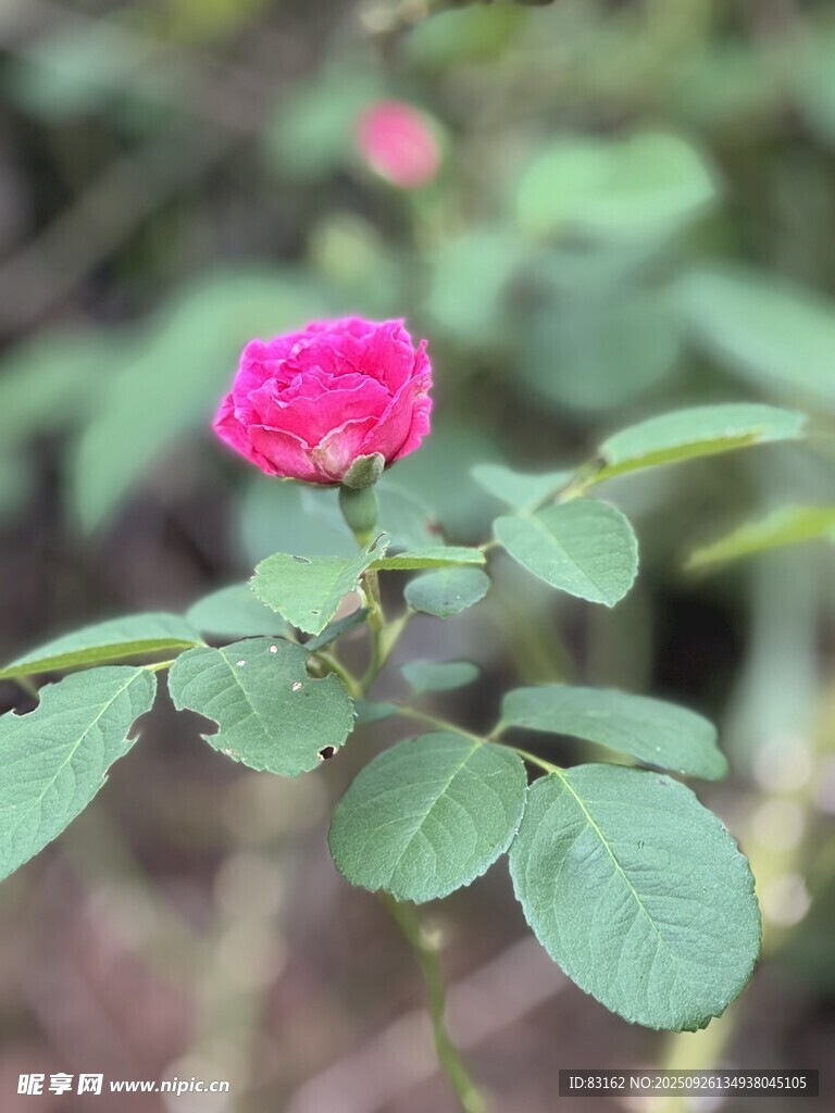 嬌艷粉色薔薇花特寫