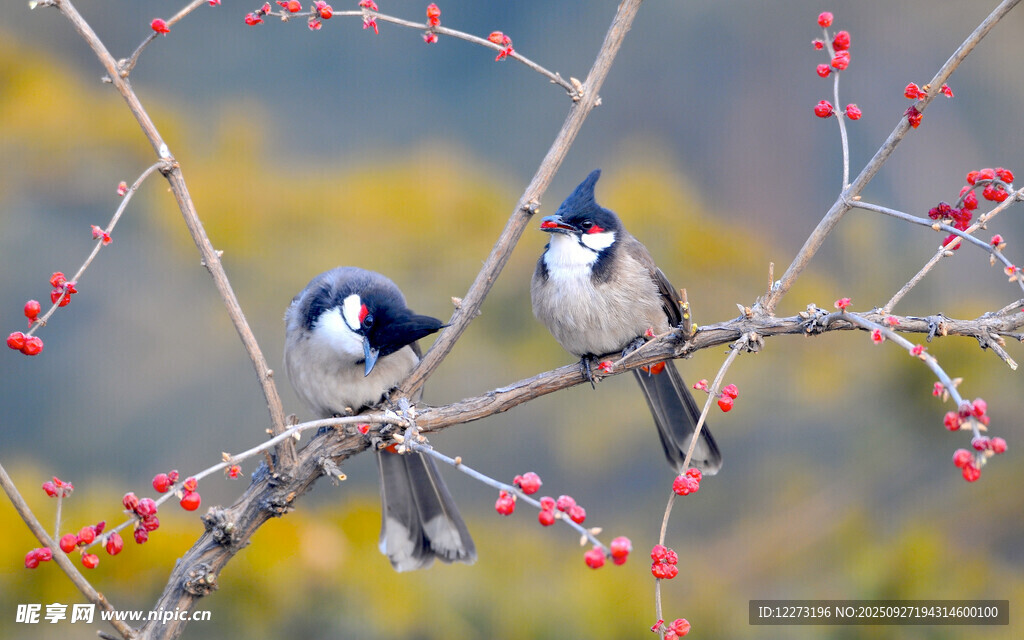 枝頭雙鳥賞紅果