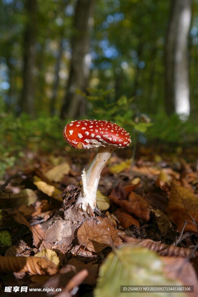 森林中的紅色斑點蘑菇
