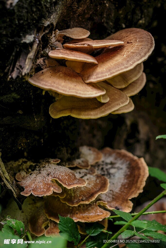 森林中生長的層疊菌類