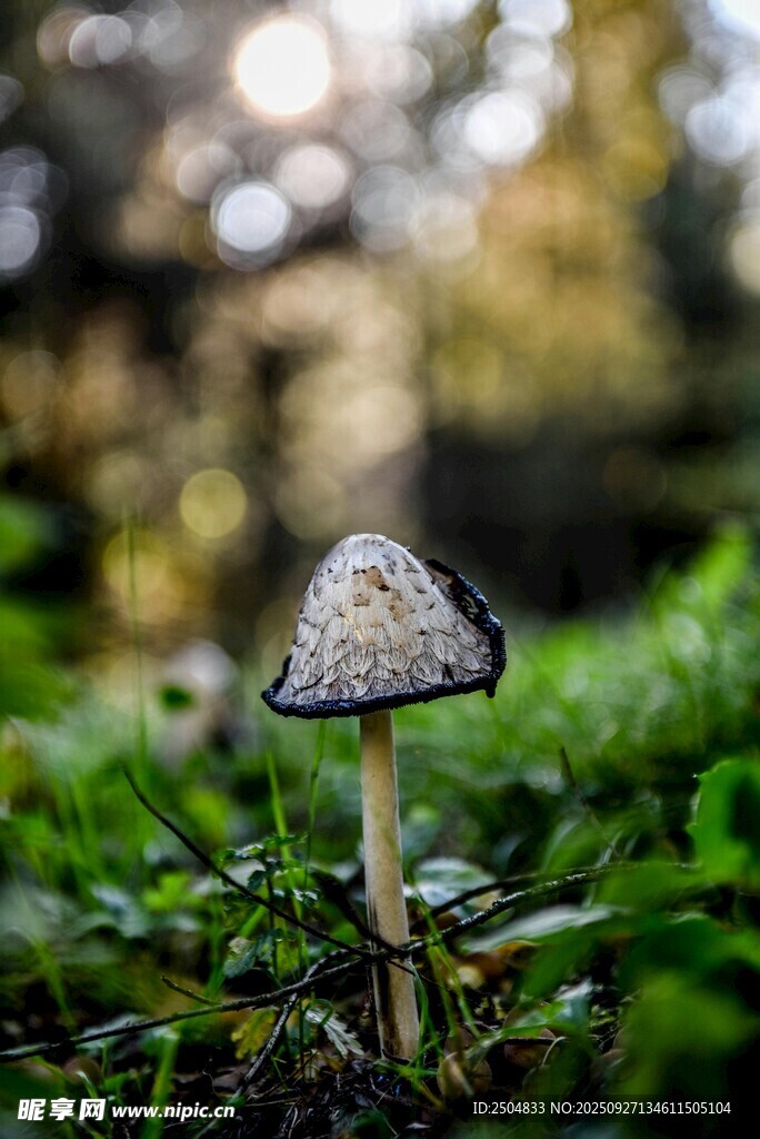草叢中的精致小蘑菇
