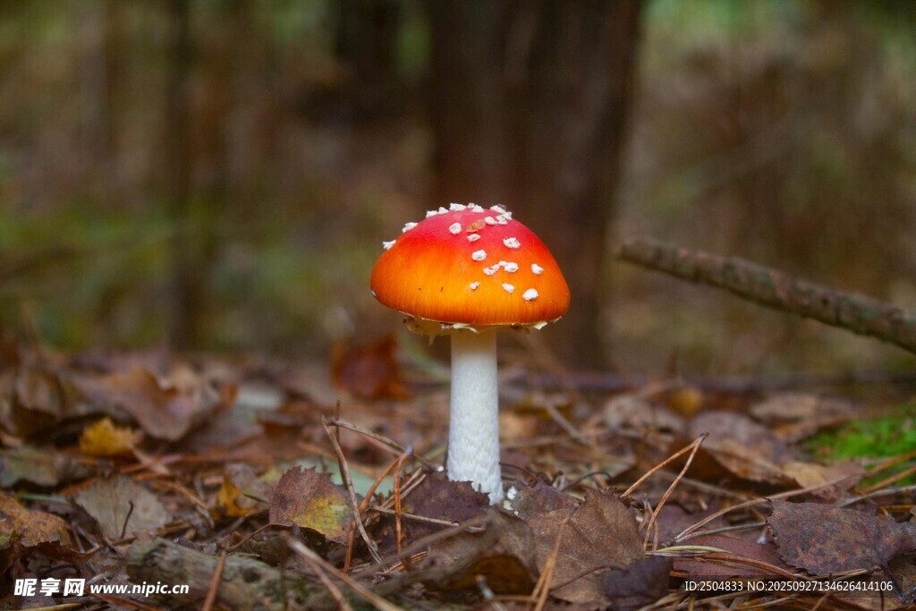 森林中的橙紅斑點(diǎn)小蘑菇