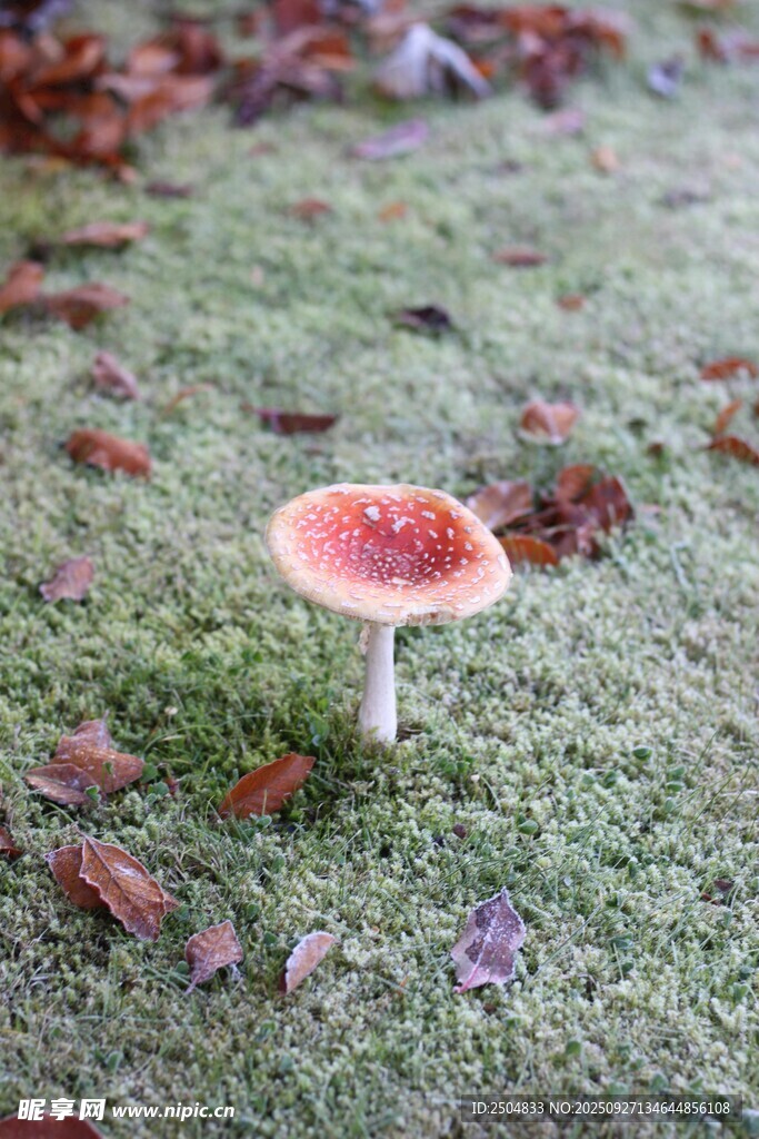 草地上的粉色蘑菇