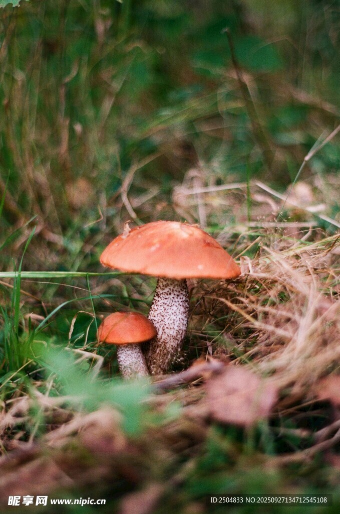草地上的橙色蘑菇