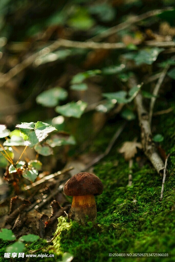青苔上的蘑菇與綠植