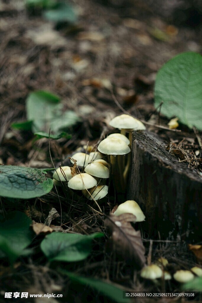 樹樁旁生長的白色小蘑菇