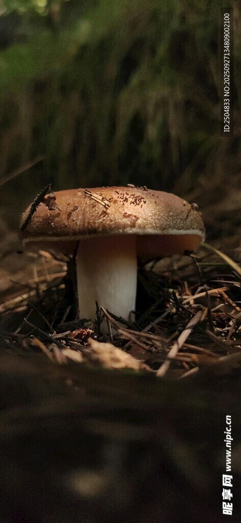 森林中的棕色蘑菇