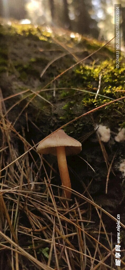 草叢中的棕色蘑菇
