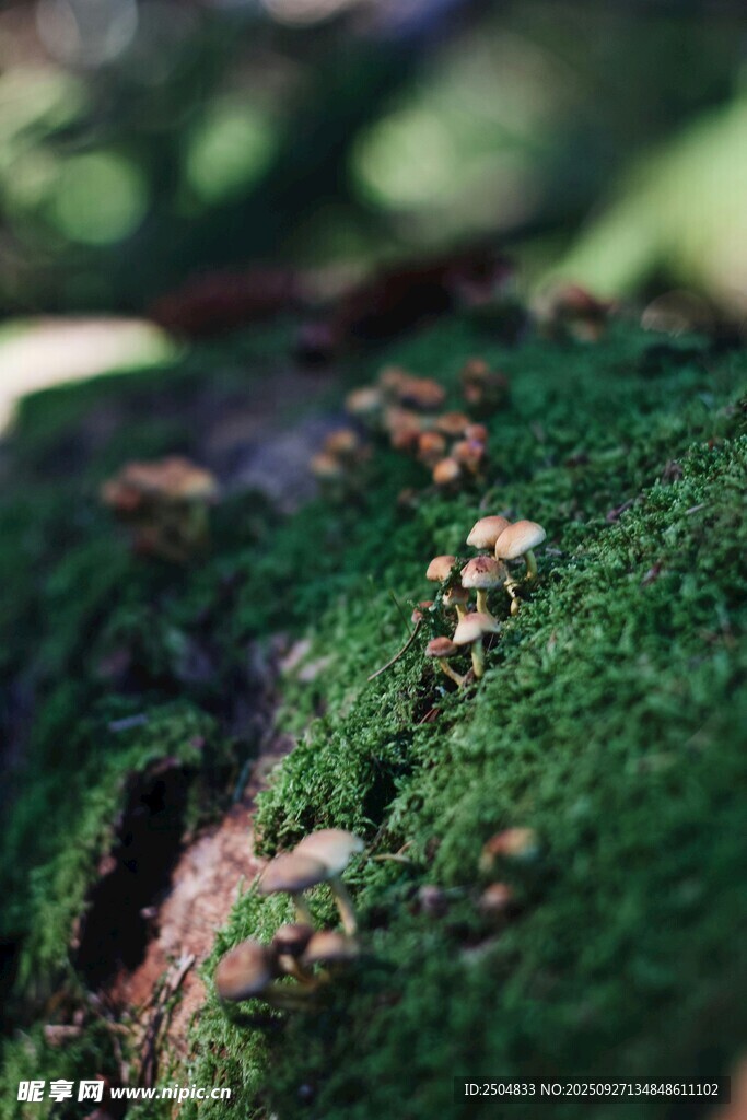 青苔覆蓋的濕潤樹皮景觀