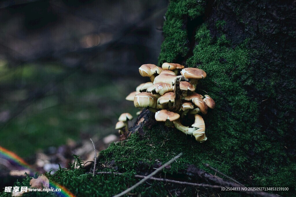 青苔上的簇簇小蘑菇
