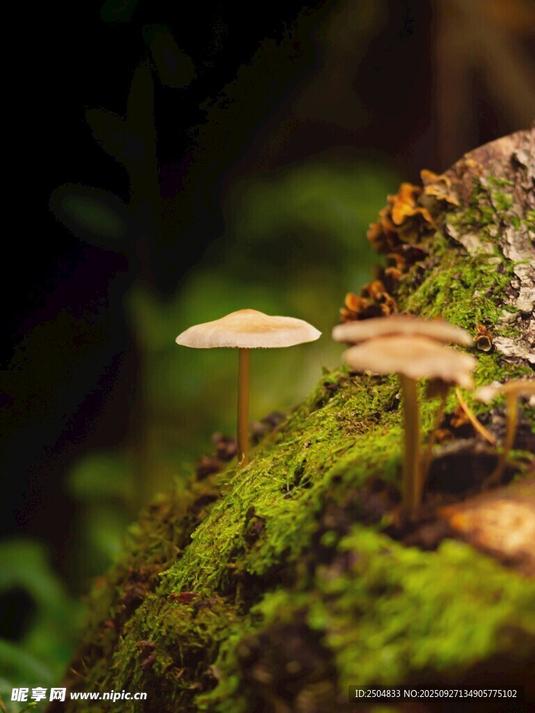 青苔上的小巧蘑菇