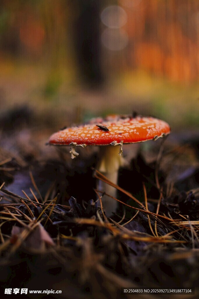森林中的紅色小蘑菇