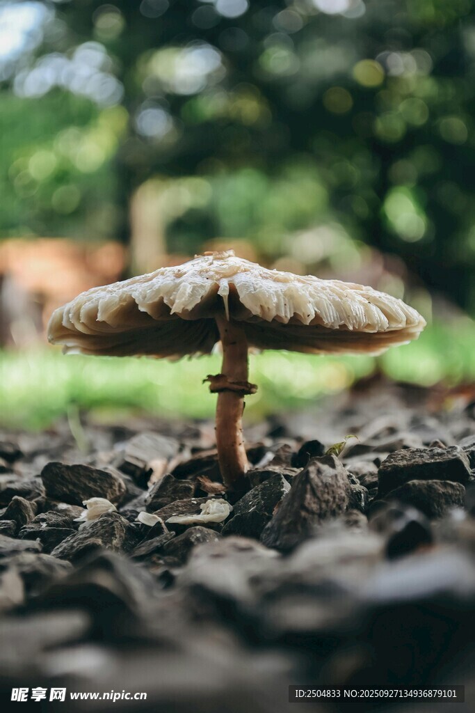 森林中生長的小巧蘑菇