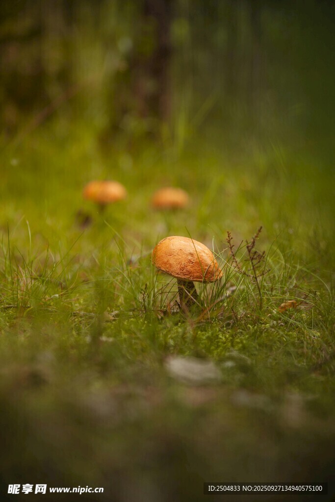 草地上的橙色小蘑菇