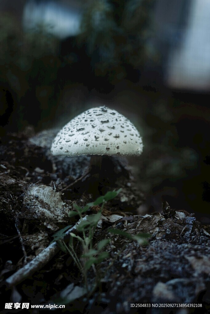 森林中的白色斑點(diǎn)小蘑菇