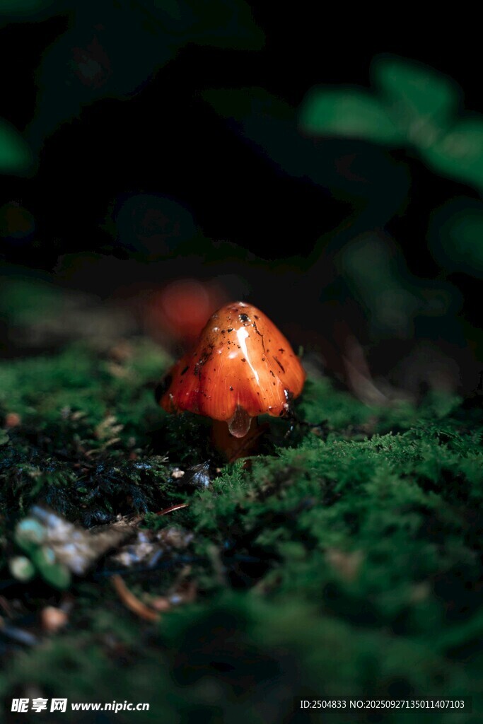 草叢中的橙色小蘑菇