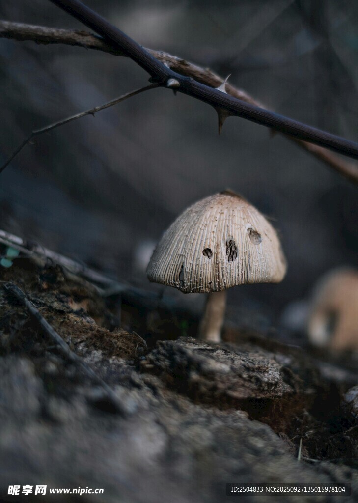 林間小蘑菇特寫