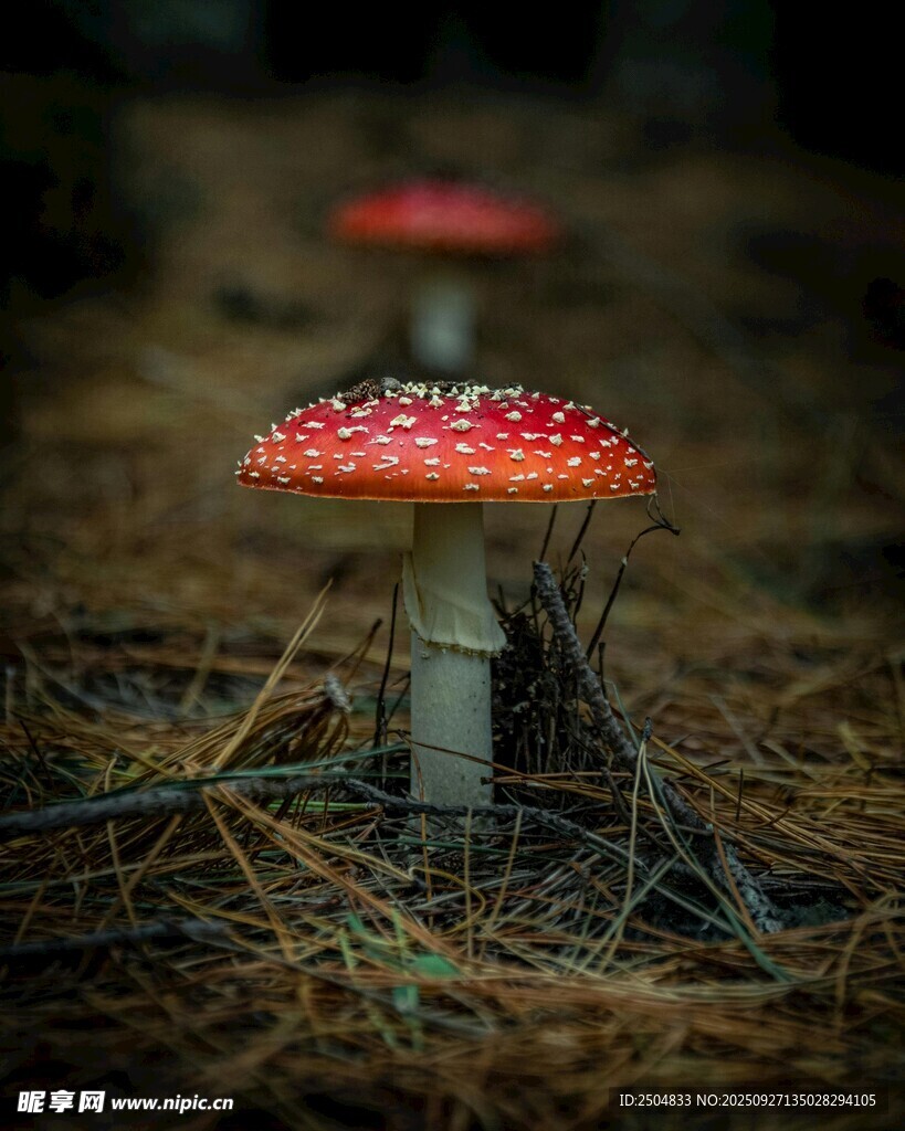 森林中的艷麗紅蘑菇