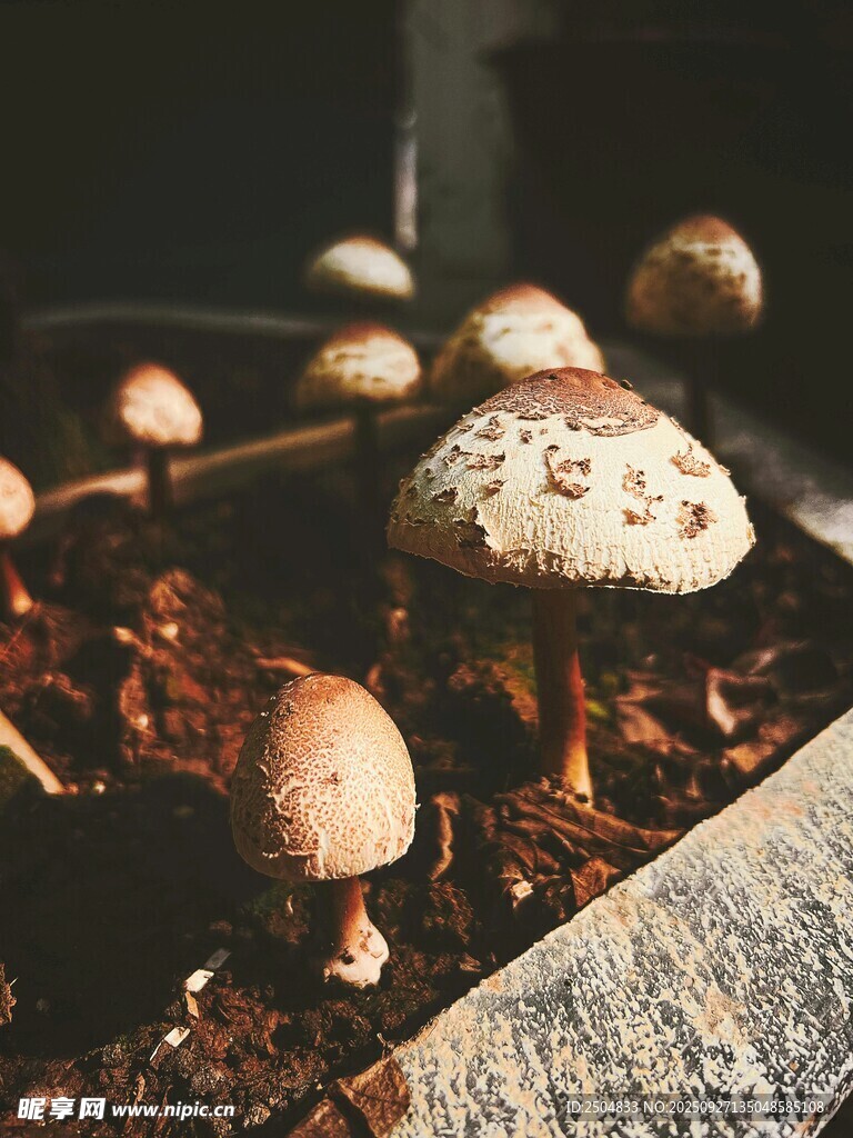 新鮮多樣的野蘑菇特寫