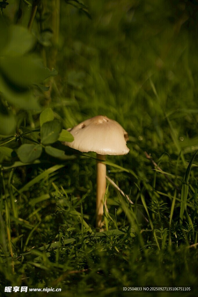 草叢中的小巧蘑菇