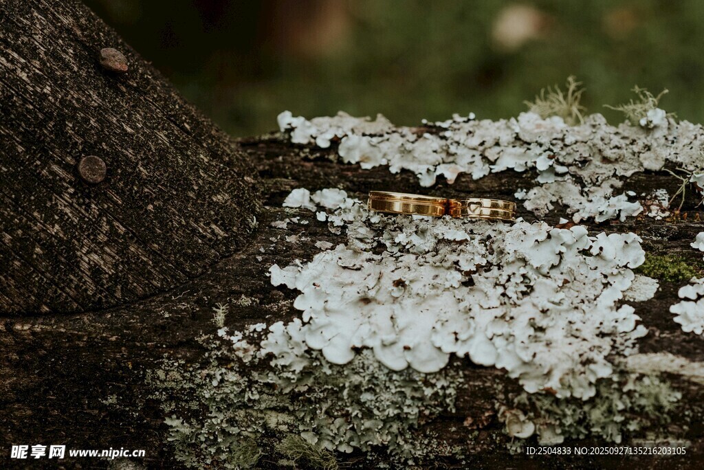 樹干上的白色苔蘚景觀