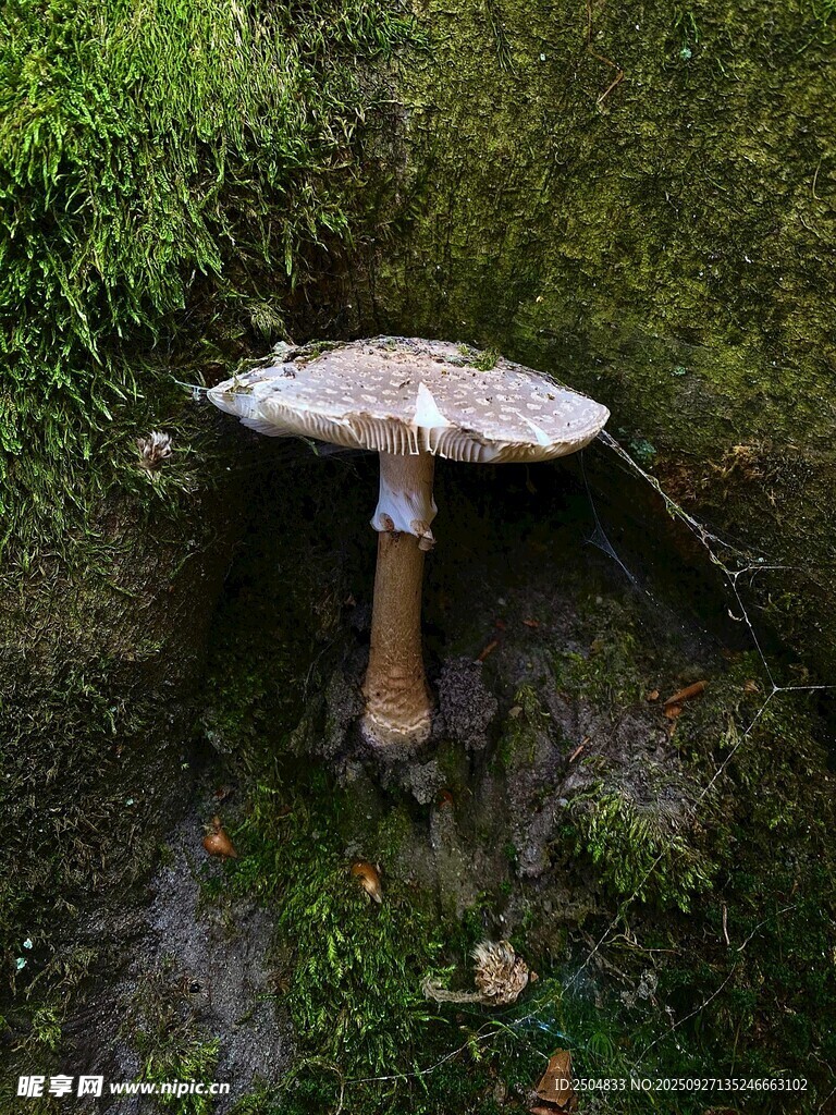 森林中的蘑菇特寫