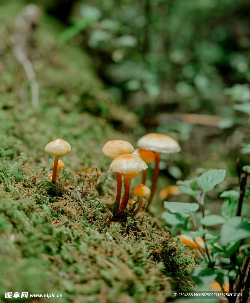 草叢中的可愛小蘑菇