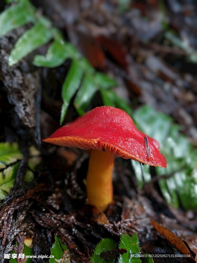 森林中鮮艷的紅色蘑菇