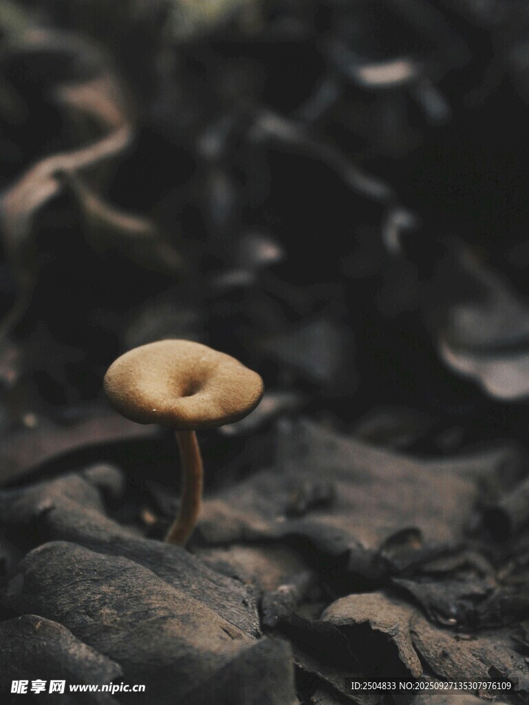 林間小蘑菇