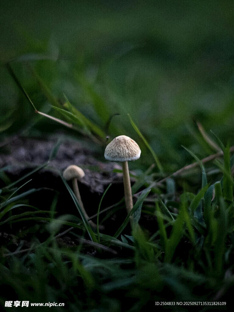 草叢中的小蘑菇