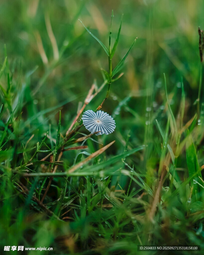草叢中的藍色小花