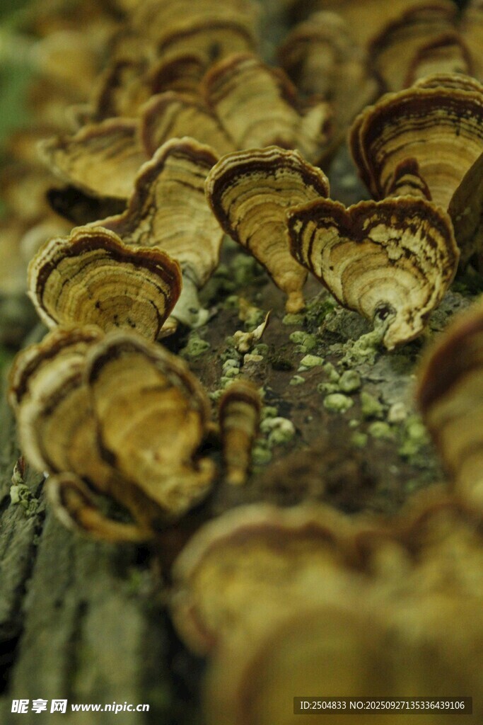 樹干上的菌類特寫