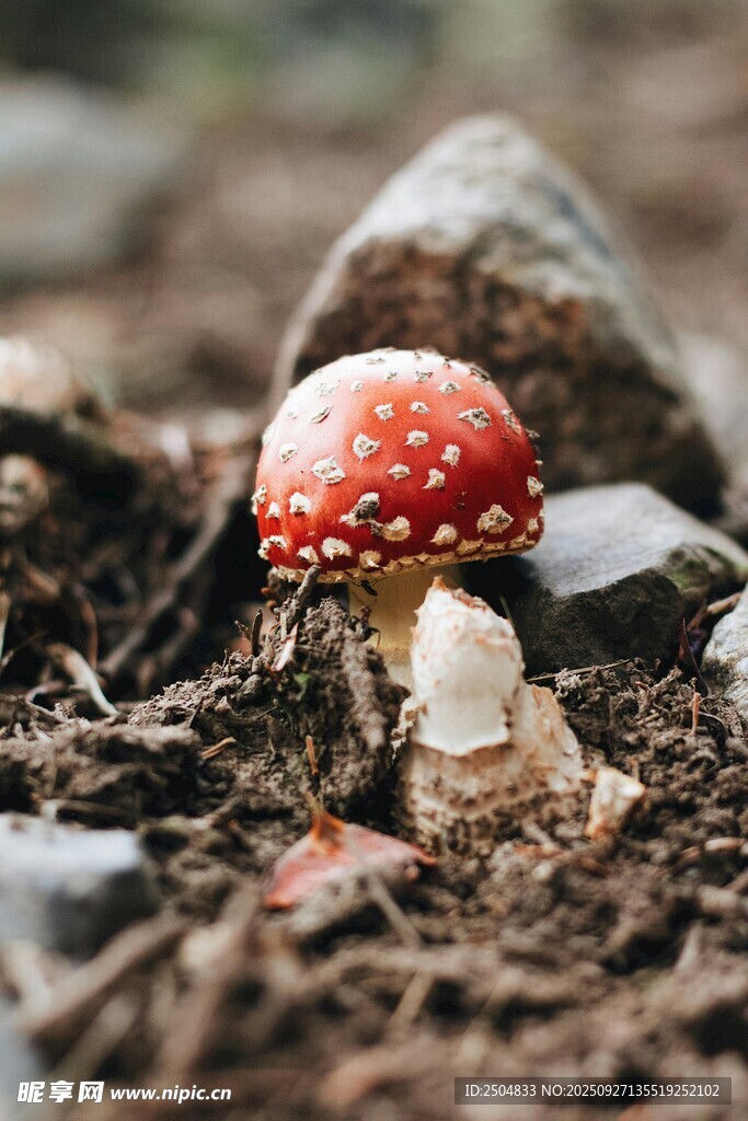 森林中的紅色斑點(diǎn)蘑菇