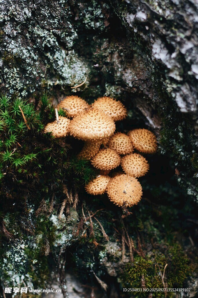 林間生長的一簇橙色蘑菇