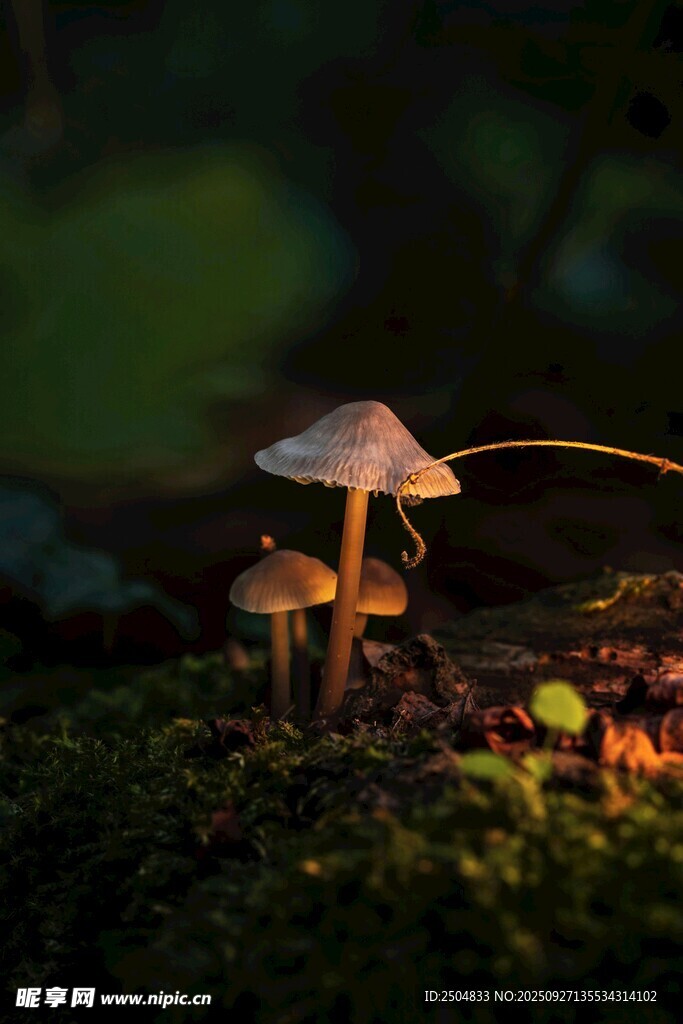 森林中生長(zhǎng)的小巧蘑菇