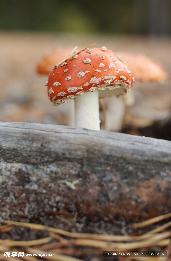 森林中鮮艷的橙紅斑點(diǎn)蘑菇