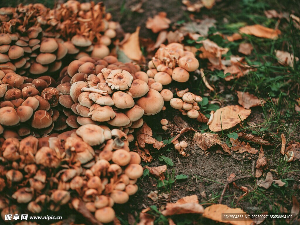 地上的一簇簇褐色蘑菇