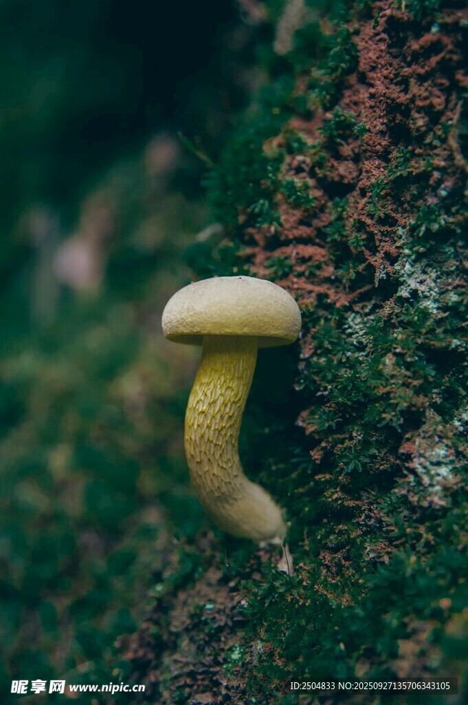 草叢中的黃色蘑菇