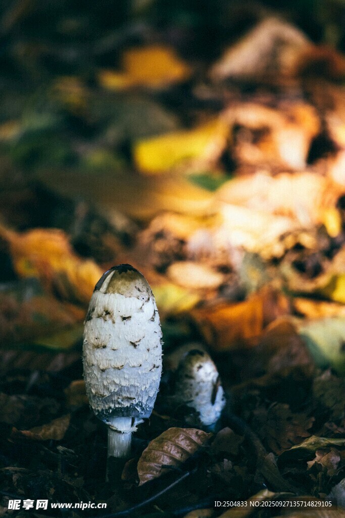 林間破土而出的獨(dú)特蘑菇