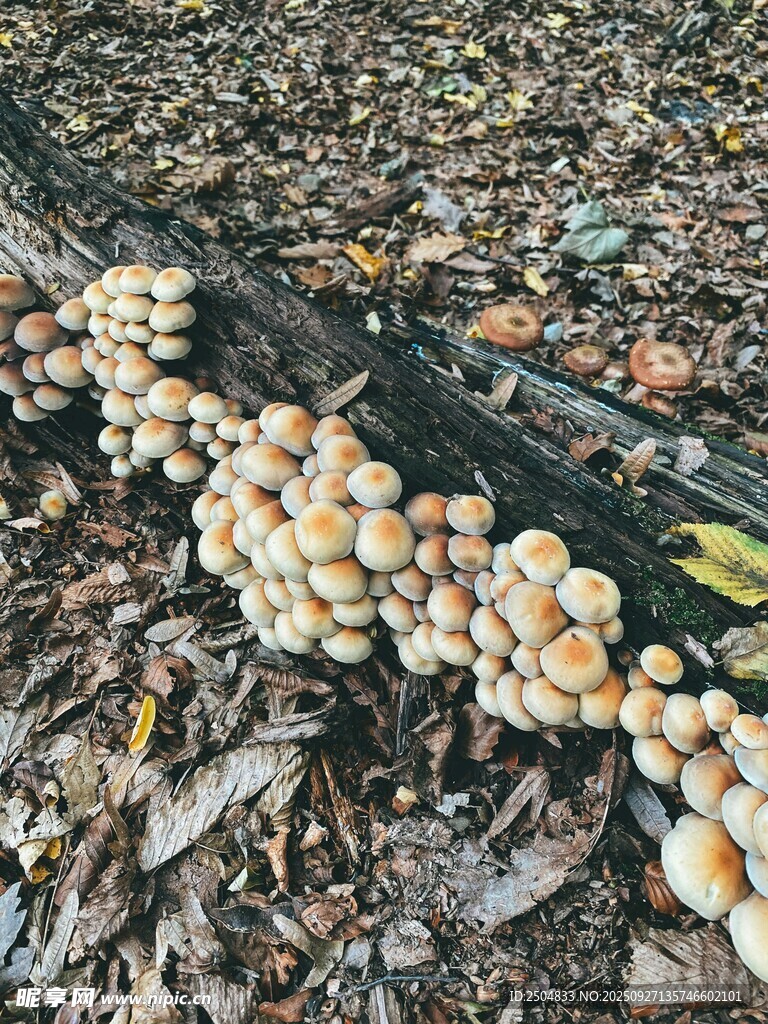 落葉中的叢生蘑菇
