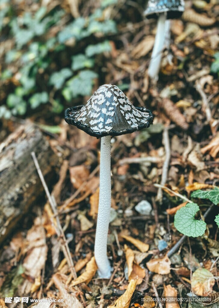 林間斑點(diǎn)蘑菇特寫