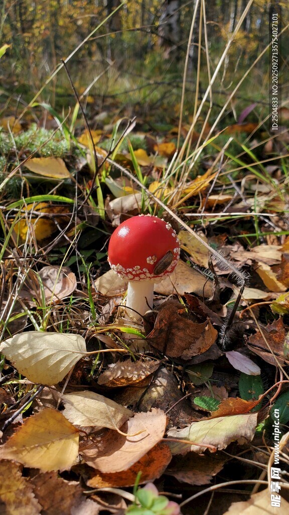 草地上的紅色蘑菇