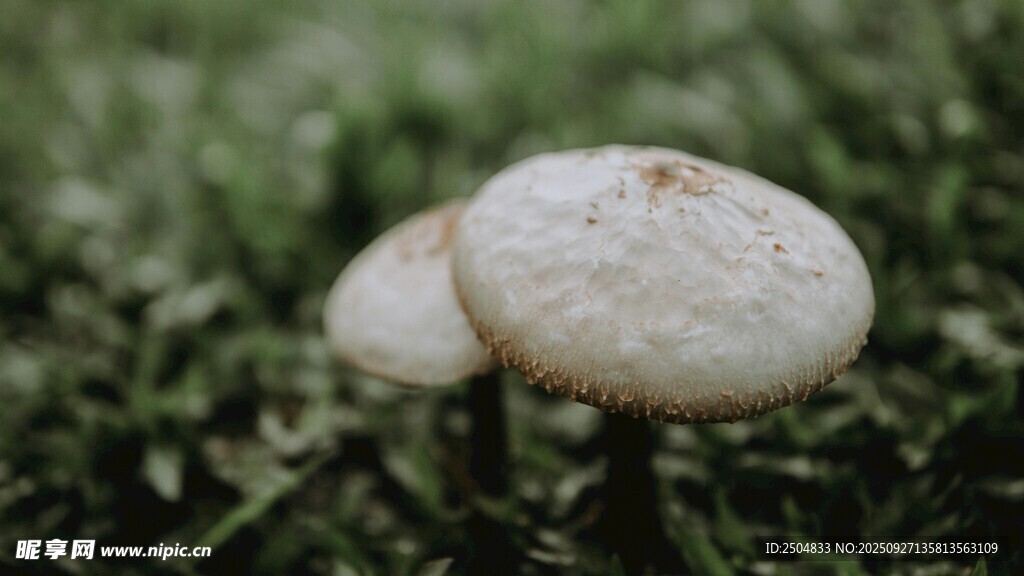 草地上的雙生蘑菇