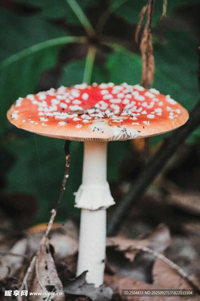 鮮艷毒蘑菇特寫