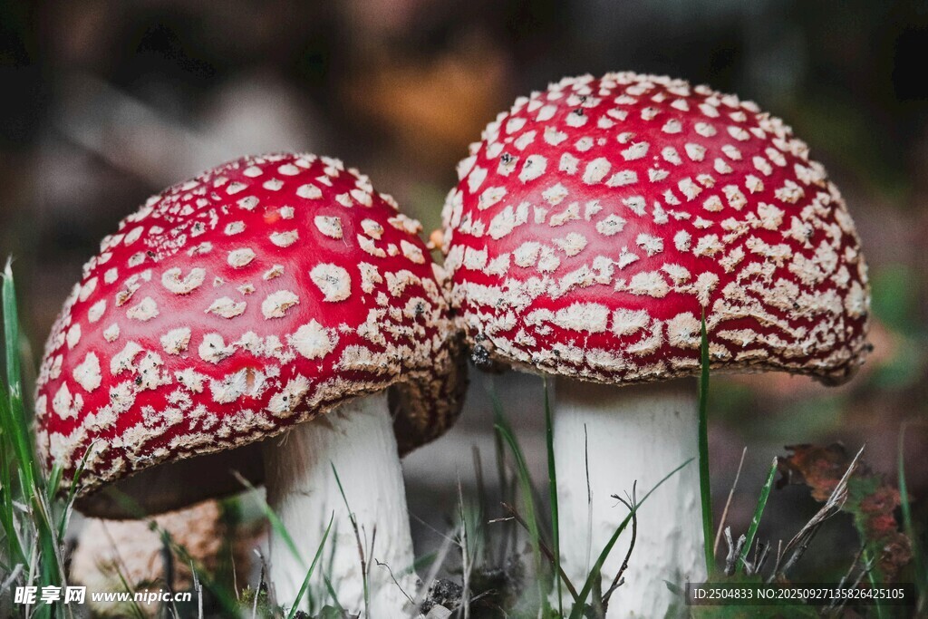 鮮艷紅斑蘑菇特寫(xiě)