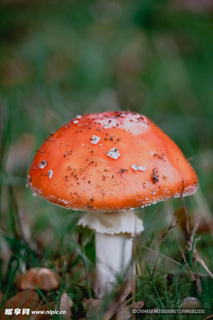 草地上的橙色帶水珠蘑菇