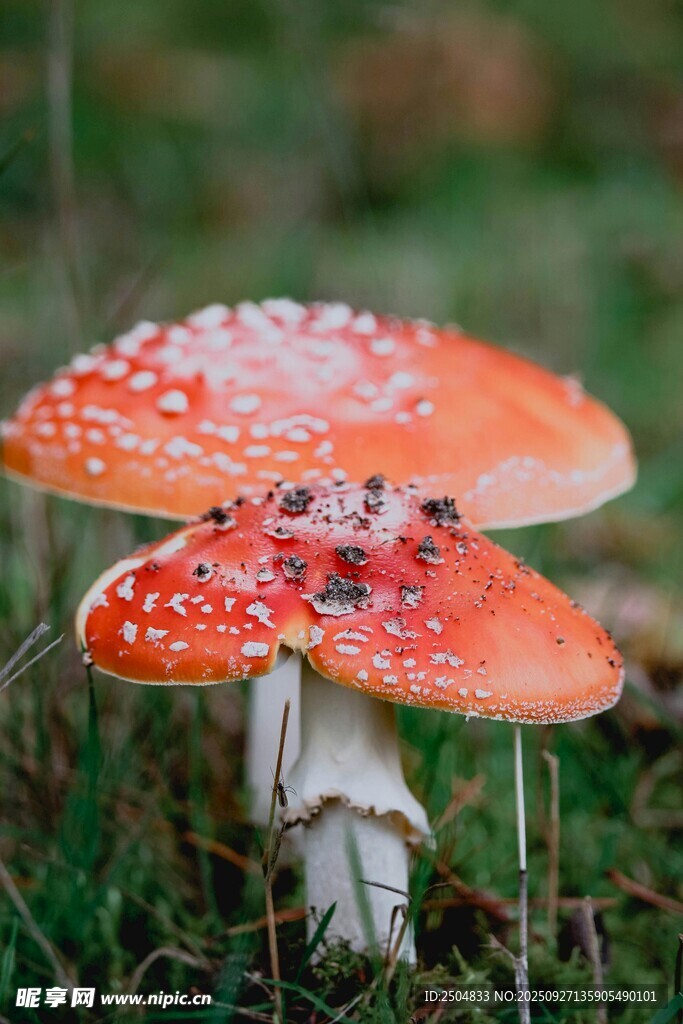 橙紅斑點(diǎn)蘑菇生長于草地